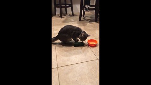Cat vs. cucumber total fail