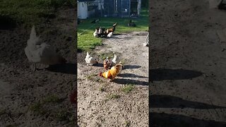 Snack Time #chickens #homesteading #chickenlife