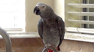 Talking parrot invents unique name for the color orange