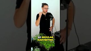 Proven Moringa Harvesting Hack Eliminates Pests and Bugs with Washing Before Drying Leaves