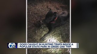 Brighton resident concerned about safety after dogs caught in park traps