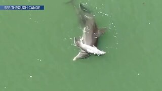 Heartbreaking video shows dolphin mom carrying dead calf