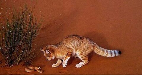 Desert-Snake VS Sand-Cat