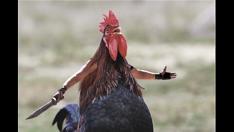 Rise & Shine I'm Up Early (Cultfigga TV voice) Rooster meme