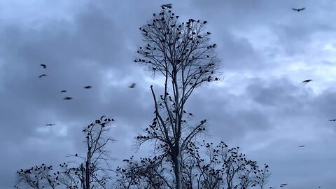 Massive Swarm of Crows || Biggest Murder of Crows