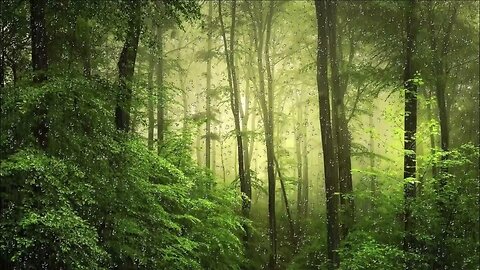 RELAXING RAIN SOUND IN THE FOREST