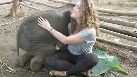 This Baby Elephant Loves Cuddling With Her Caretaker