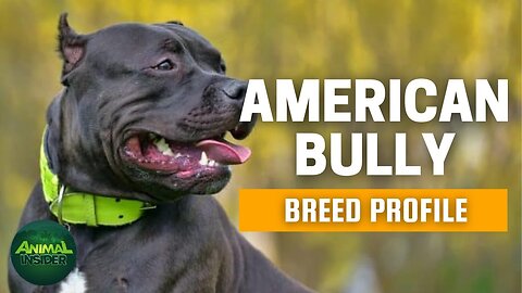 American Bully Dogs : Everything You Need To Know - Is It the Right Dog for You?