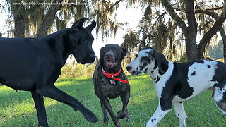 Joyful Great Dane Puppy and Pointer Play Date ~ Iphone 8 Plus Zoom Video