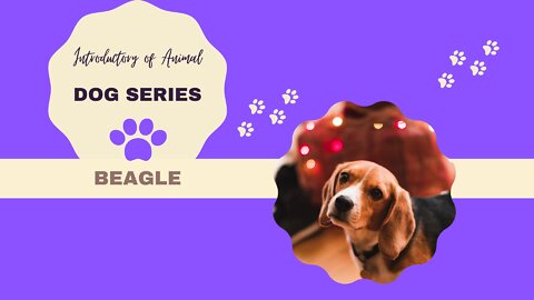 How to select the right pet for you? | Learn Dog Breed with cute fun facts in 2 mins! (Beagle)