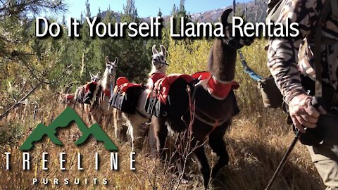 Treeline Pursuits Llama Rentals