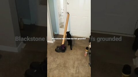 Cat tried to open door