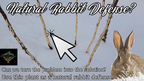 A natural and humane winter Rabbit defense?