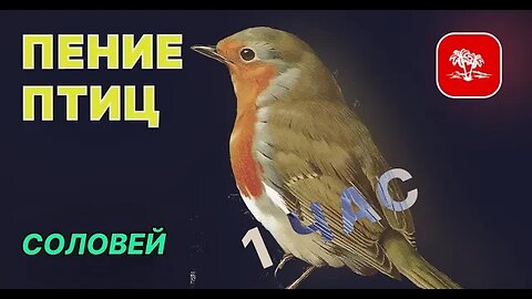Пение птиц / Соловей / Relax 1 час #Nashvi #соловей #пениептиц