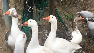 Discussing how the roosters free range and get along. Visit with guinea fowl and geese