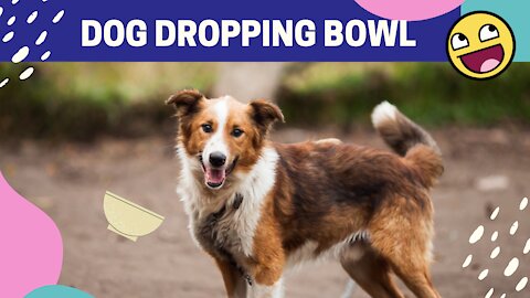 Dog Always Drop the Bowl