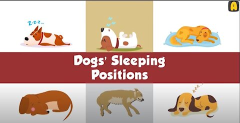 For Dog Lovers 🐶 What Your Dog's Sleeping Position Reveals