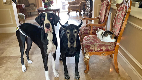 How To Get Two Great Danes To Pose With A Grumpy Cat