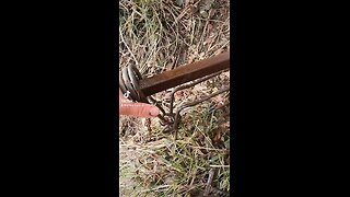 How to set a conibear for beaver