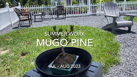 Mugo Pine - Summer Work