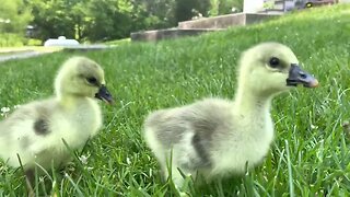 Walking the Baby Geese to the Pond ❤️