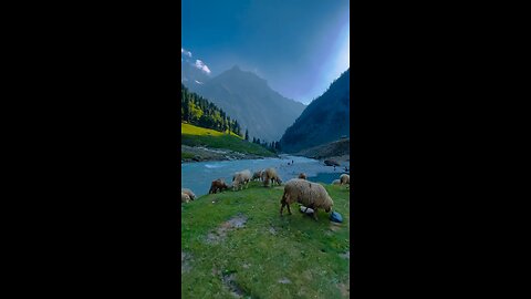 Beautiful Himalayan