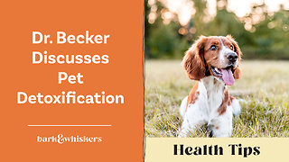 Dr. Becker Discusses Pet Detoxification