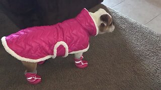 Dog Rocks Latest Canine Fashions