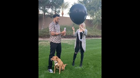 Unsuspecting dog wasn't prepared for his owner's gender reveal party
