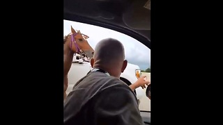 Driver Save Horse Running Loose on Houston Freeway