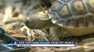 West Allis Police look for tortoise thief