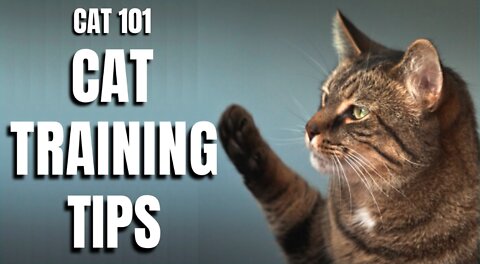 Basic Cat Training Tips