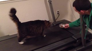 The Best Cat Fitness Program Ever!