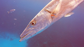 Giant Barracuda Goes Into Attack Mode With Torpedo Speed