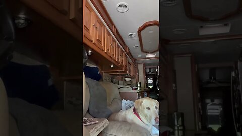 On the road again! Maggie found her safe place. #dog #rv #rvlife #dogtravel #shorts