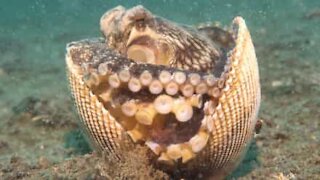 Clever octopus hides in shell