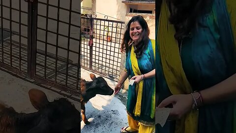 guy ke apne haath se khana khilaya #vlog #vlogging #cow #hindu #hindustatus