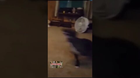 Dog Can't Stop His Spinning Around