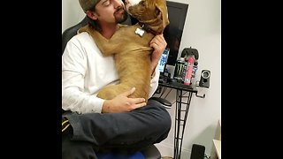Pit Bull puppy can't stop hugging owner