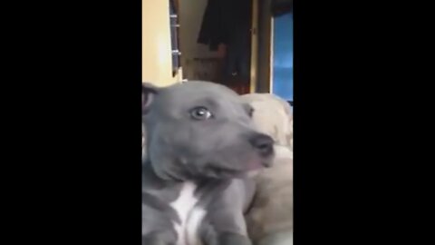 Cute Pitbull Puppy Making Fun For The Cameras