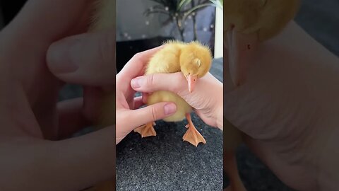 Funny cute duck #funnyshorts #funnypets#funnyanimals #trending