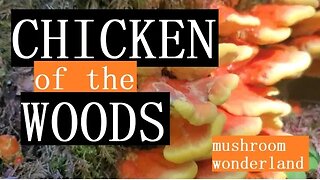 Chicken of the Woods Mushroom, Laetiporus.