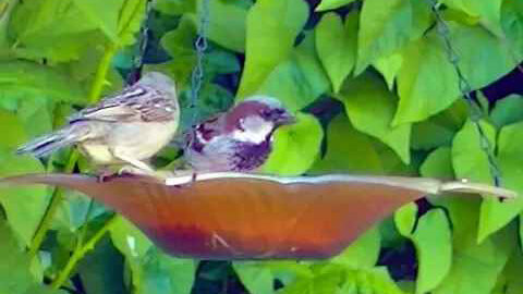 IECV NV #343 - 👀 House Sparrows Eating At The Glass Feeder 🐤5-23-2017