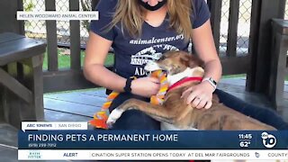 Pet of the Week: Katra