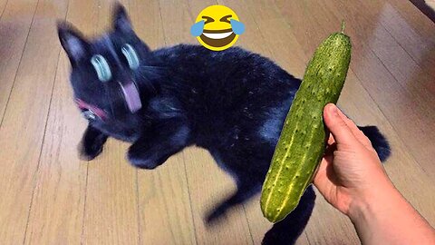 Funny cats scared of cucumbers 😂 cat vs cucumber compilation Gatos VS pepinos