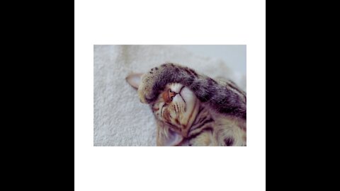 Funnypets | Cute wooo cats 💕