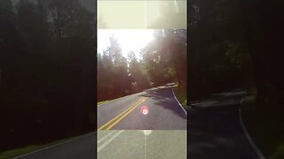 My motorcycle startles a great blue heron in the middle of the road