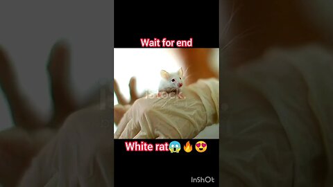 😱🥶😍💯White rat | ua58sb #white444 #animals #ua58sb @bbcearth @MightyMouseDex