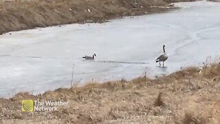 Canada's natural little icebreakers at work