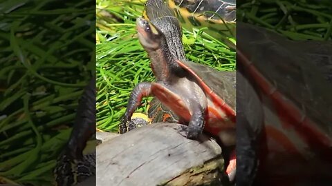 RARE Pink bellied side neck turtle ||cute turtle sitting on a log|| #shorts